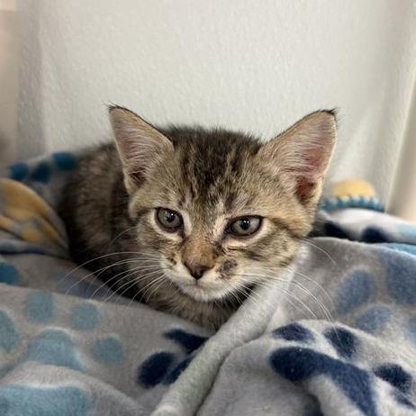 Enlarge Clyde, a Adoptable American Shorthair in Mount Shasta, CA image 6/6