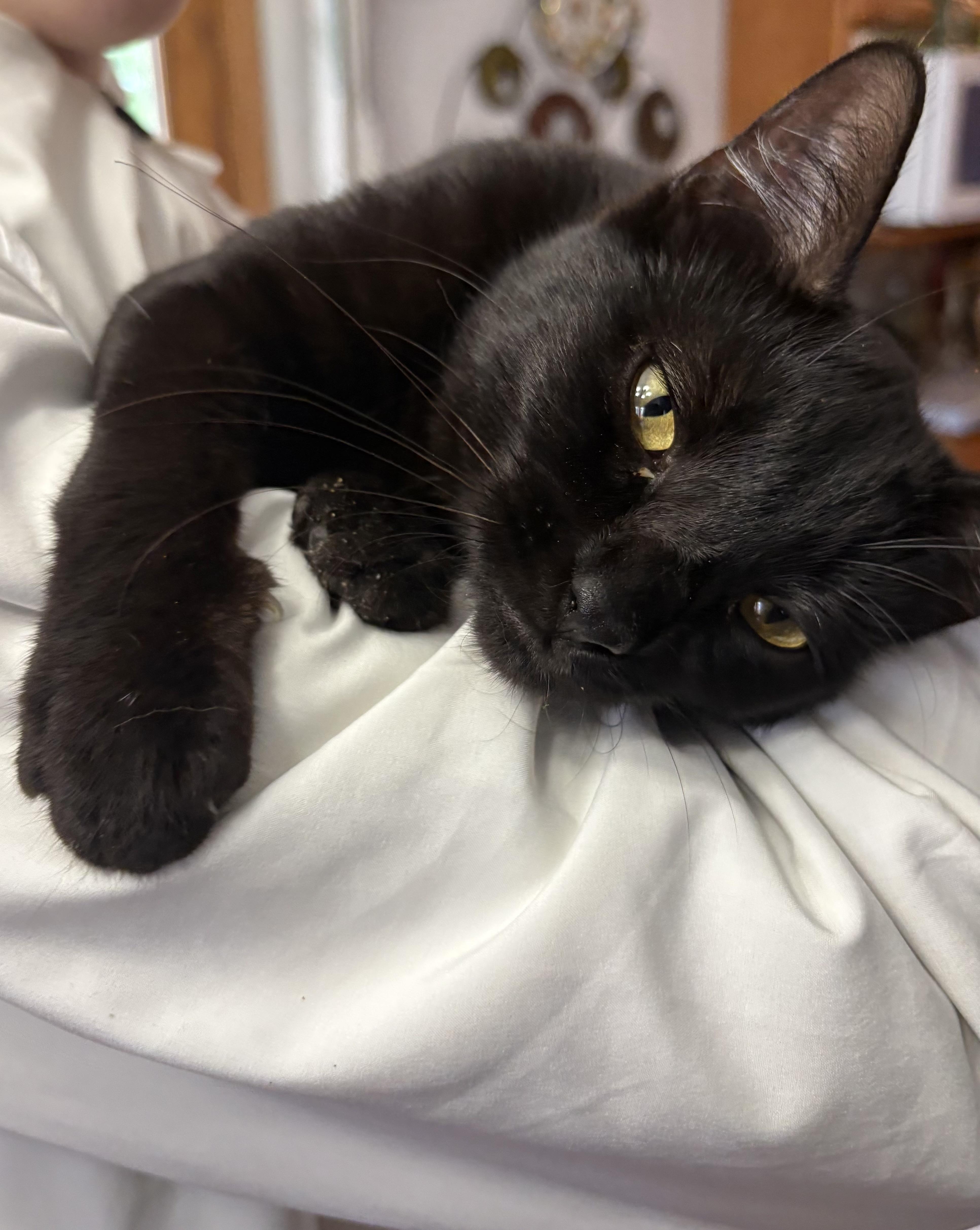 Enlarge Dumpling, a ADOPTABLE mixed breed in Munising, MI image 2/4