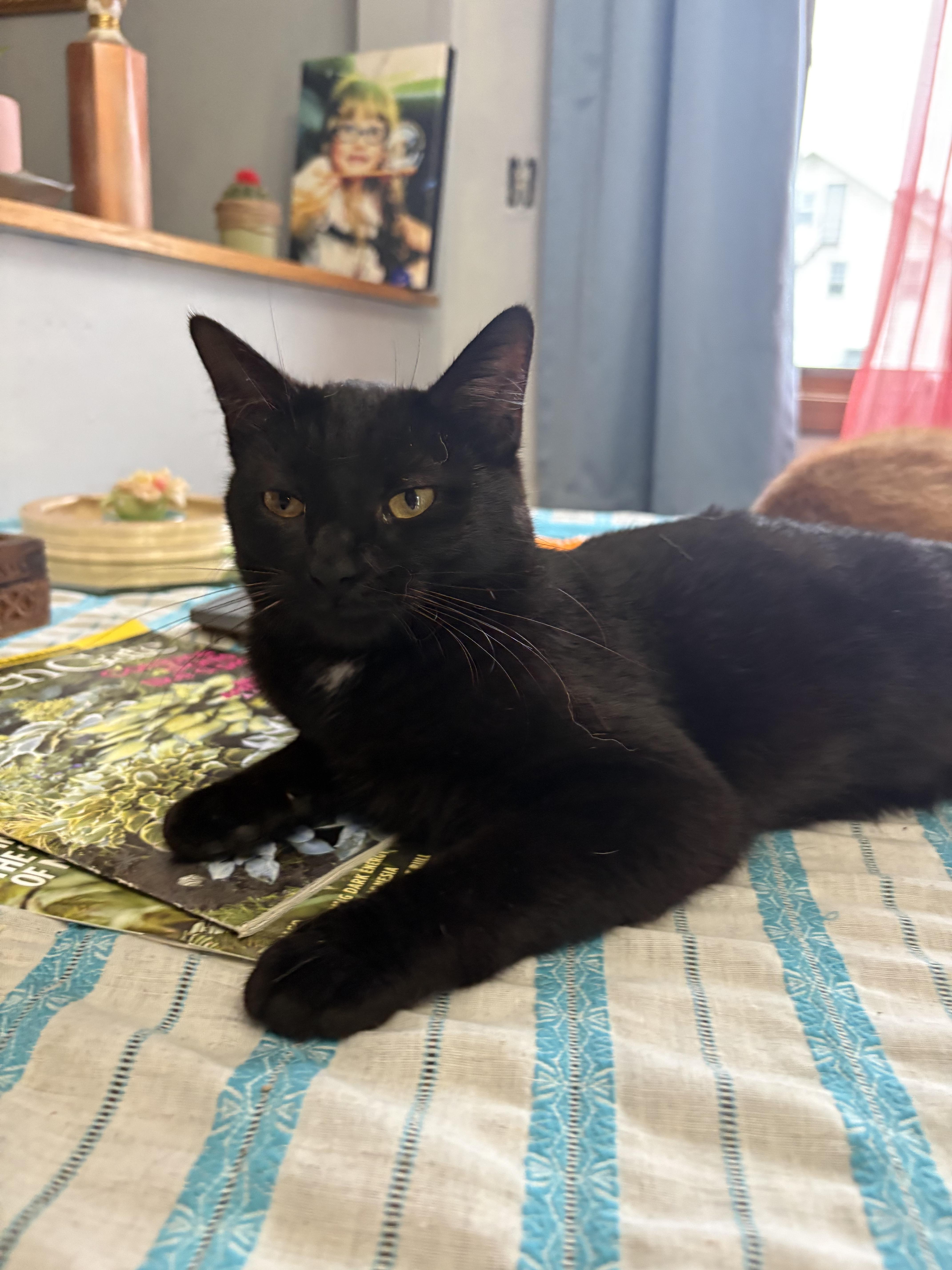 Enlarge Dumpling, a ADOPTABLE mixed breed in Munising, MI image 3/4