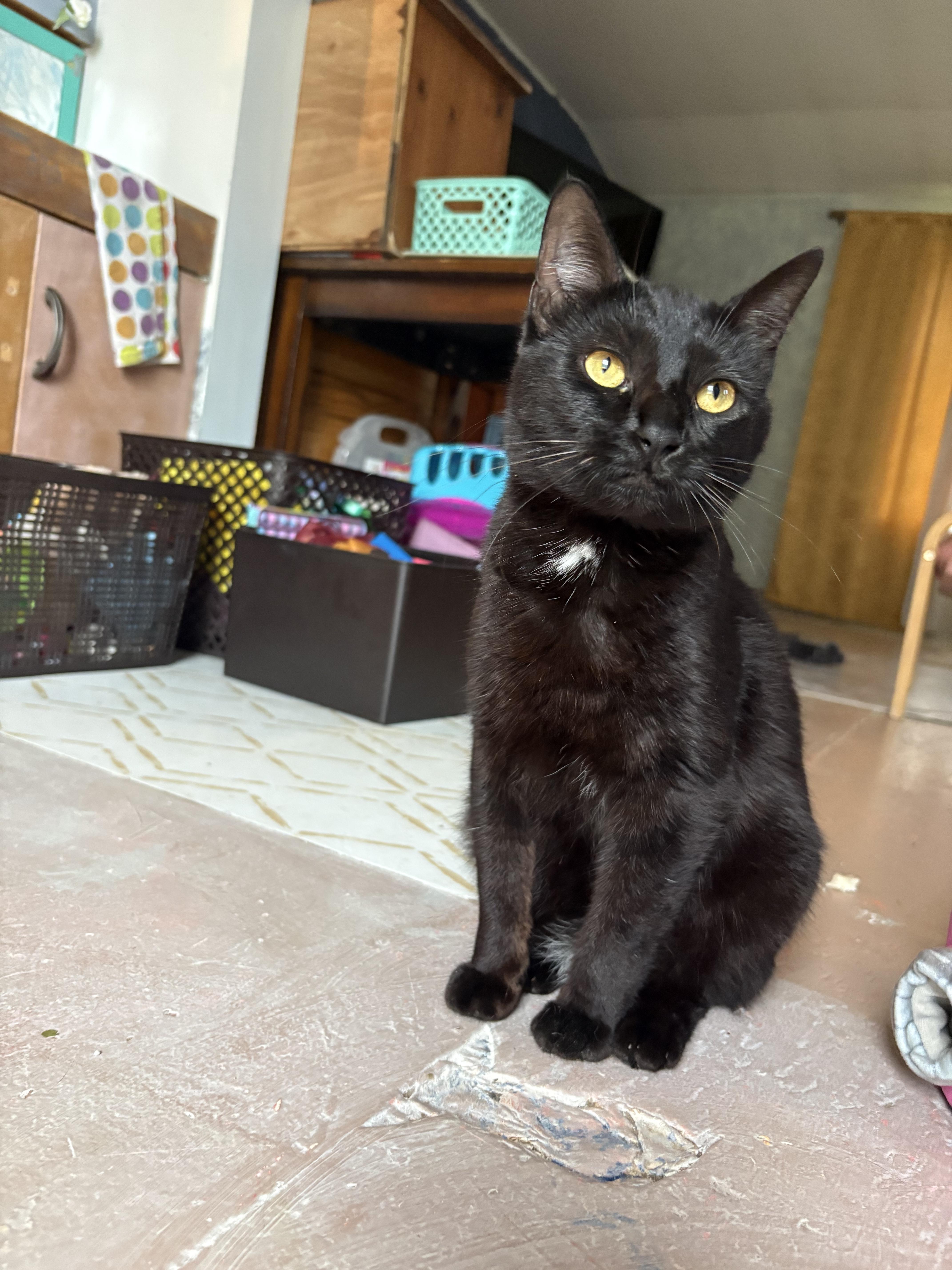 Enlarge Dumpling, a ADOPTABLE mixed breed in Munising, MI image 4/4
