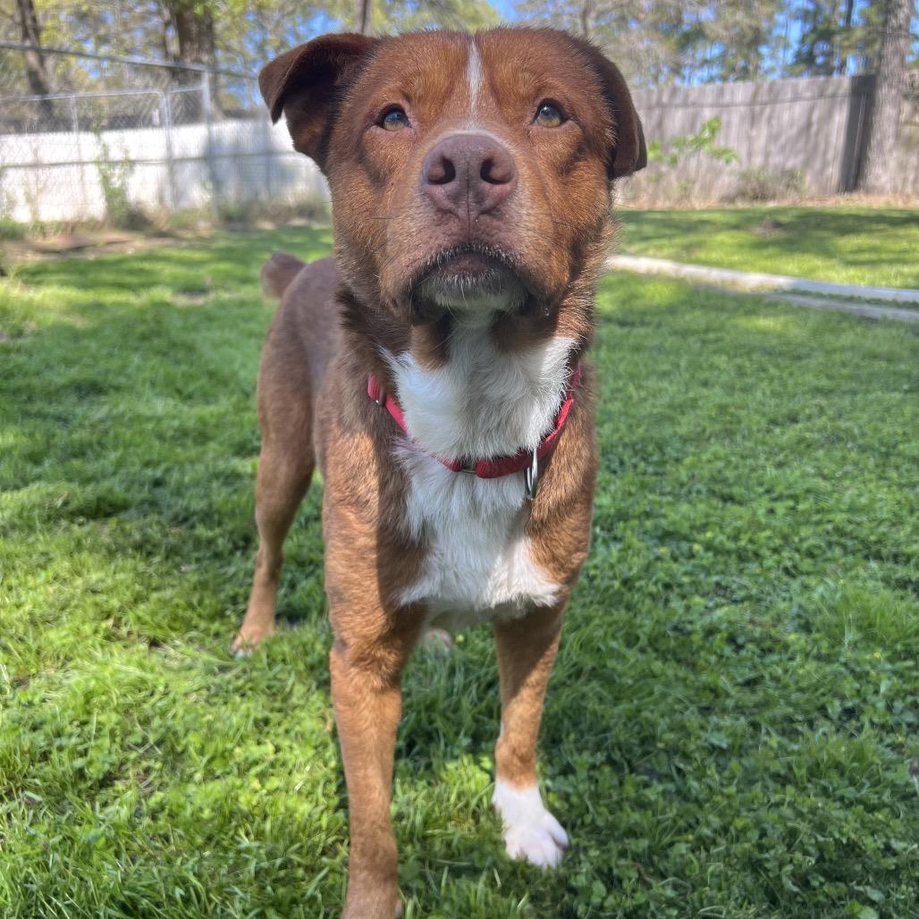 Oso, an adopted Mixed Breed in Brattleboro, VT image 1/5
