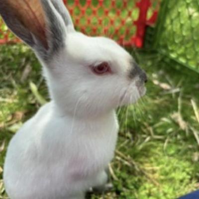 Enlarge Arya, a Adoptable mixed breed in Kalamazoo, MI image 2/5