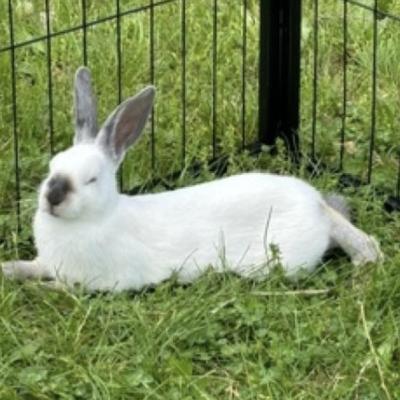 Enlarge Arya, a Adoptable mixed breed in Kalamazoo, MI image 4/5