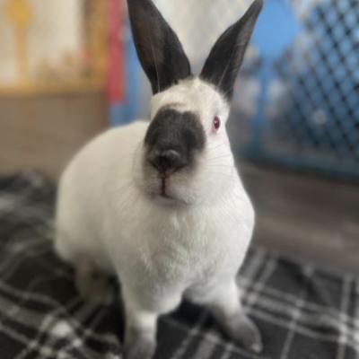 Enlarge Arya, a Adoptable mixed breed in Kalamazoo, MI image 5/5
