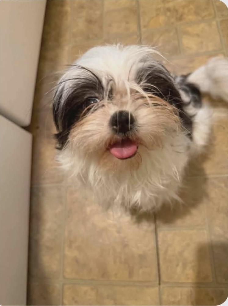 Enlarge Millie Girl, a Adopted mixed breed in Aurora, IN image 1/1
