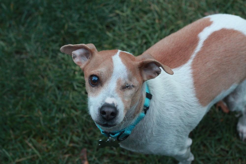 George, Adoptable, Adult Male Rat Terrier & Chihuahua.