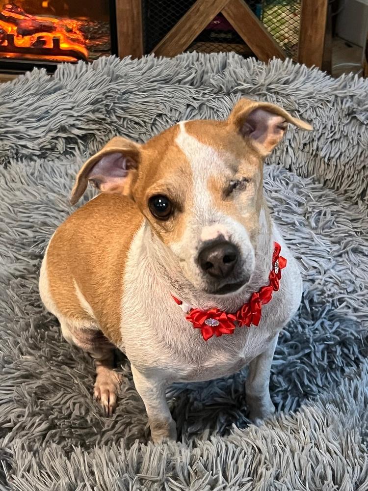 George, a Adoptable mixed breed in Rathdrum, ID image 2/6