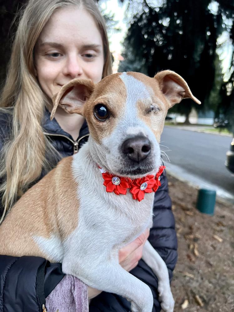 George, a Adoptable mixed breed in Rathdrum, ID image 3/6