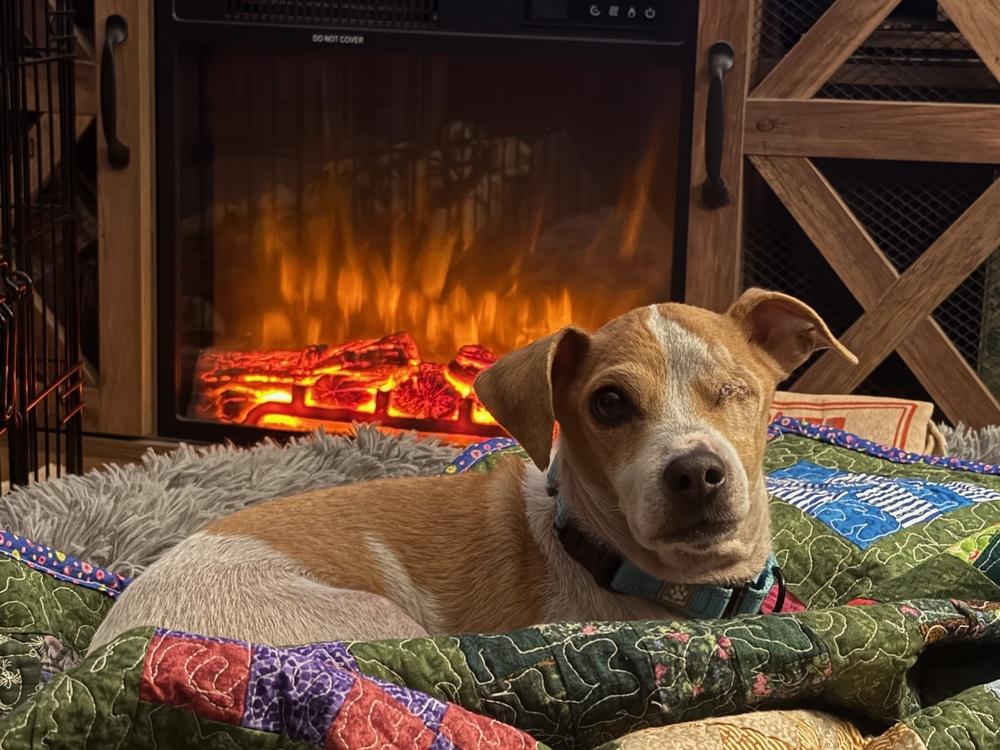 George, a Adoptable mixed breed in Rathdrum, ID image 4/6