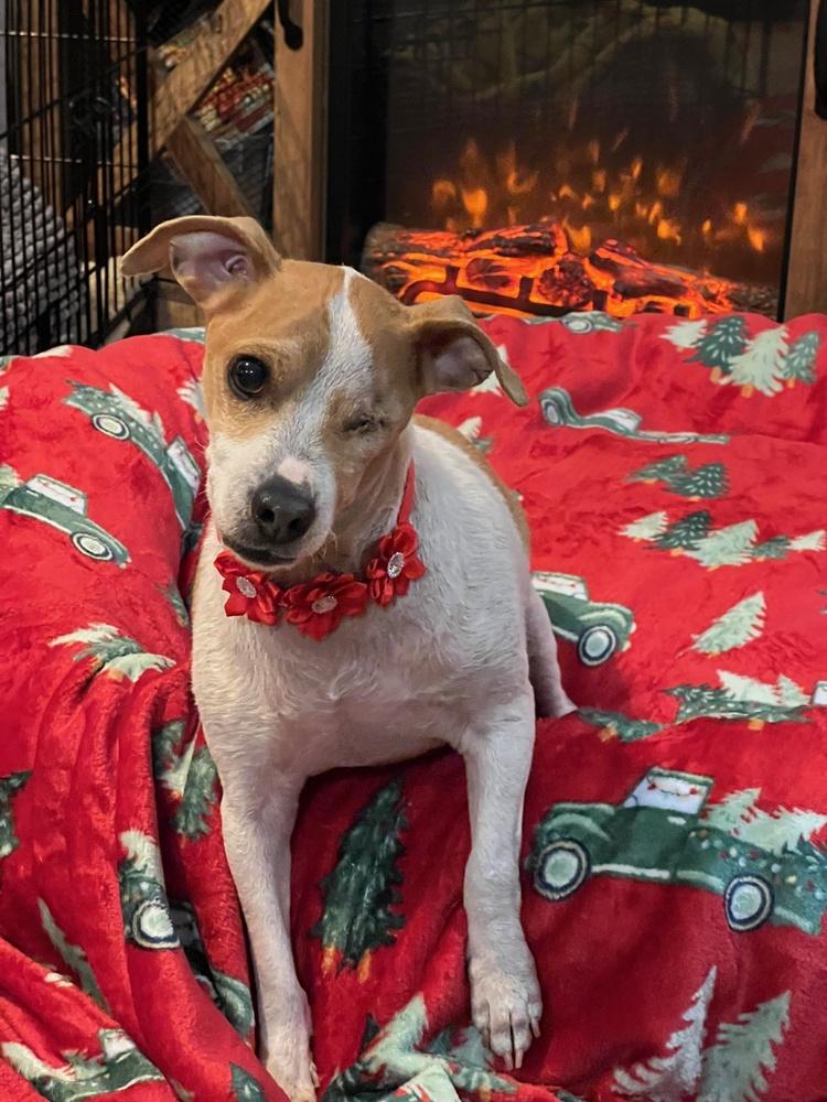 George, a Adoptable mixed breed in Rathdrum, ID image 5/6