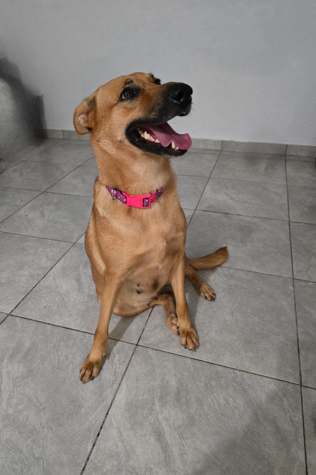 Enlarge Zuca, a Adoptable mixed breed in Albion, NY image 2/3