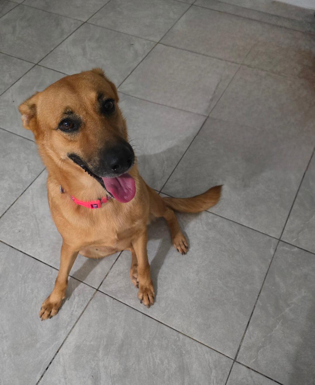 Enlarge Zuca, a Adoptable mixed breed in Albion, NY image 3/3