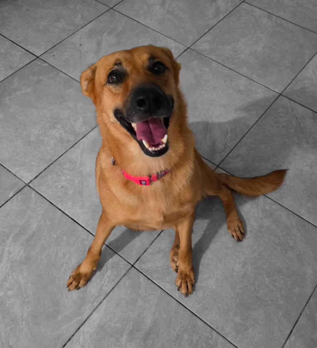 Zuca, Adoptable, Adult Female Shepherd.