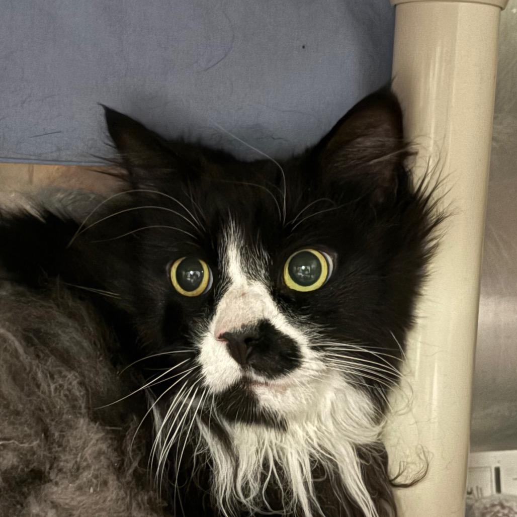 Pancake *Avail by Appt*, Adoptable, Senior Male Domestic Long Hair.
