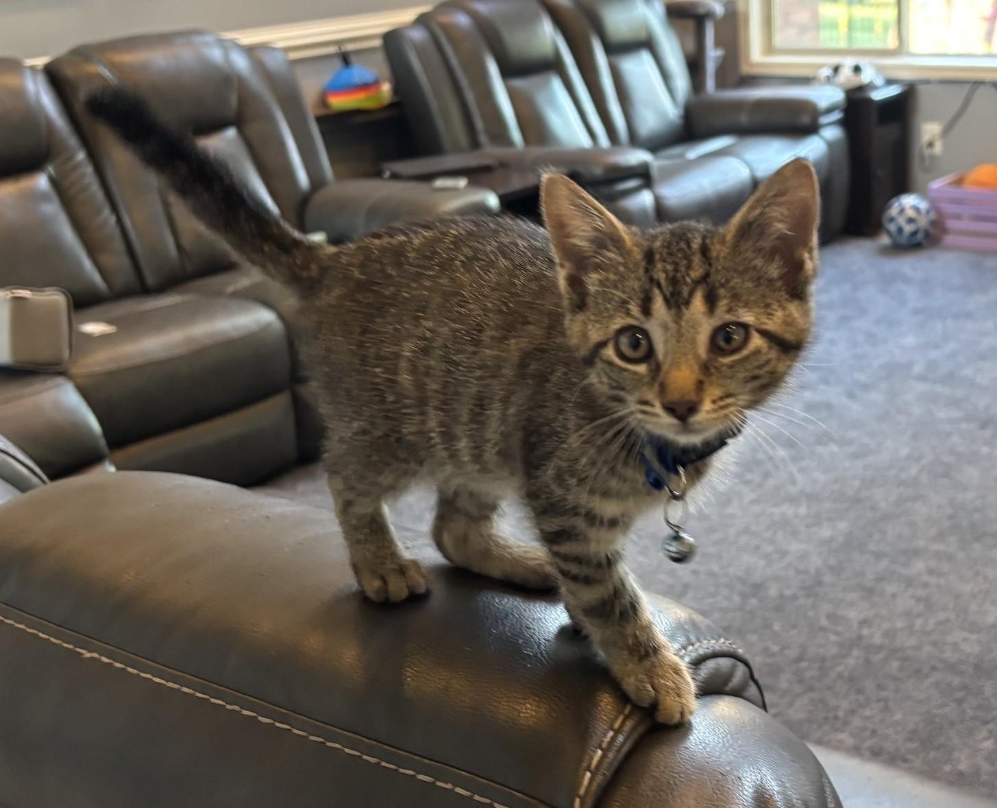 Samantha sweetie needs to have a kitty playmate, ADOPTABLE, Kitten Female Tabby.