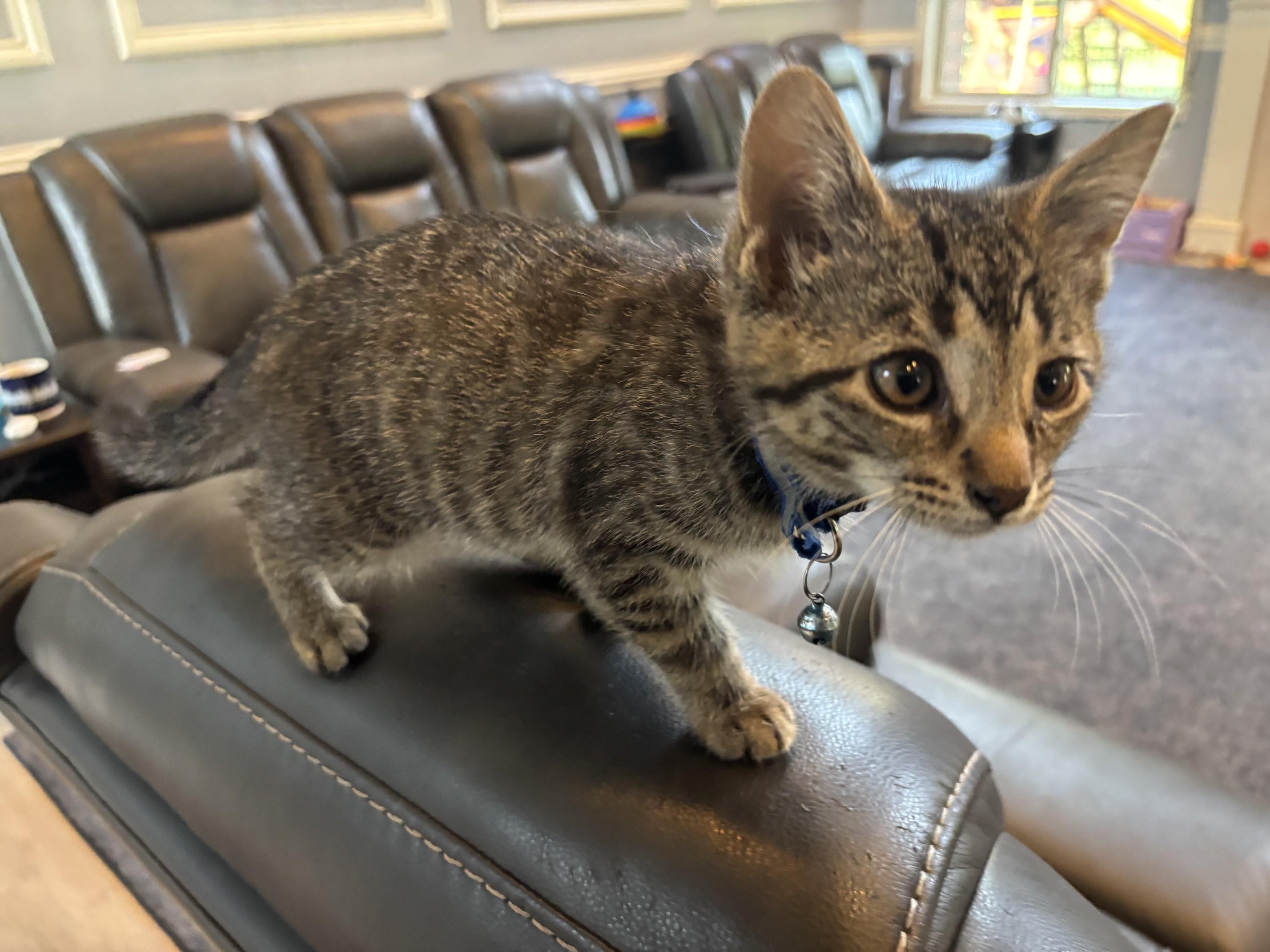 Enlarge Samantha sweetie needs to have a kitty playmate, a ADOPTABLE Tabby in Macomb, MI image 2/4