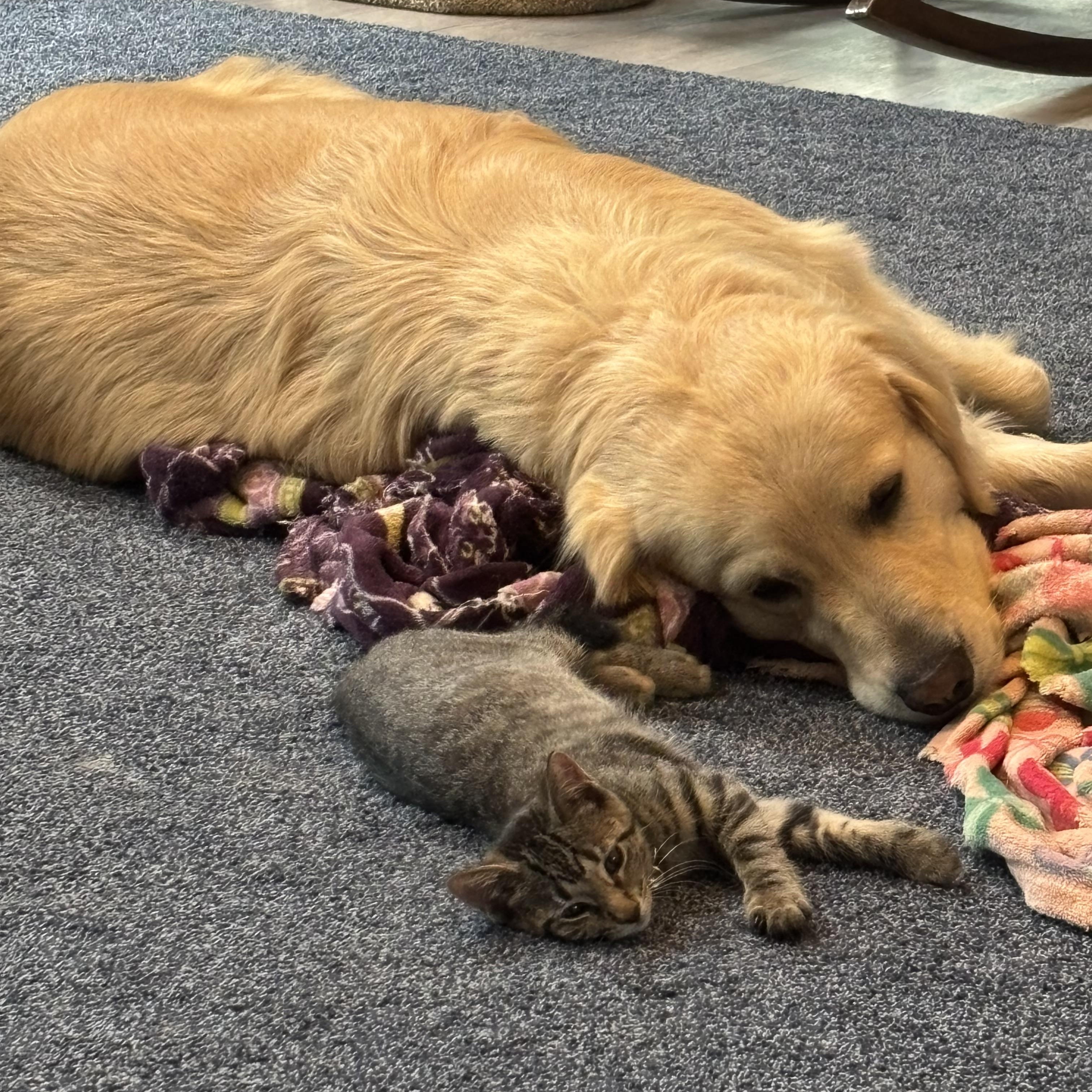 Enlarge Samantha sweetie needs to have a kitty playmate, a ADOPTABLE Tabby in Macomb, MI image 4/4