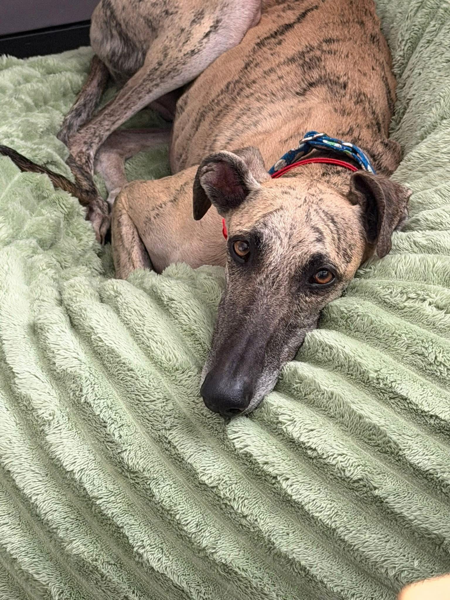 Lolo, ADOPTABLE, Adult Male Galgo Spanish Greyhound.