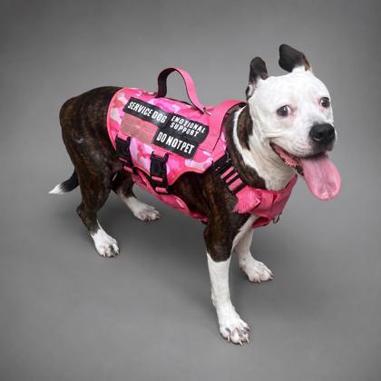 Sadie, Adoptable, Adult Female Pit Bull Terrier & Mixed Breed.