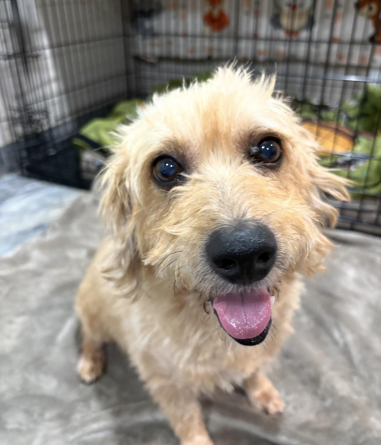 Enlarge Sunny, a Adoptable mixed breed in Richmond, TX image 2/6