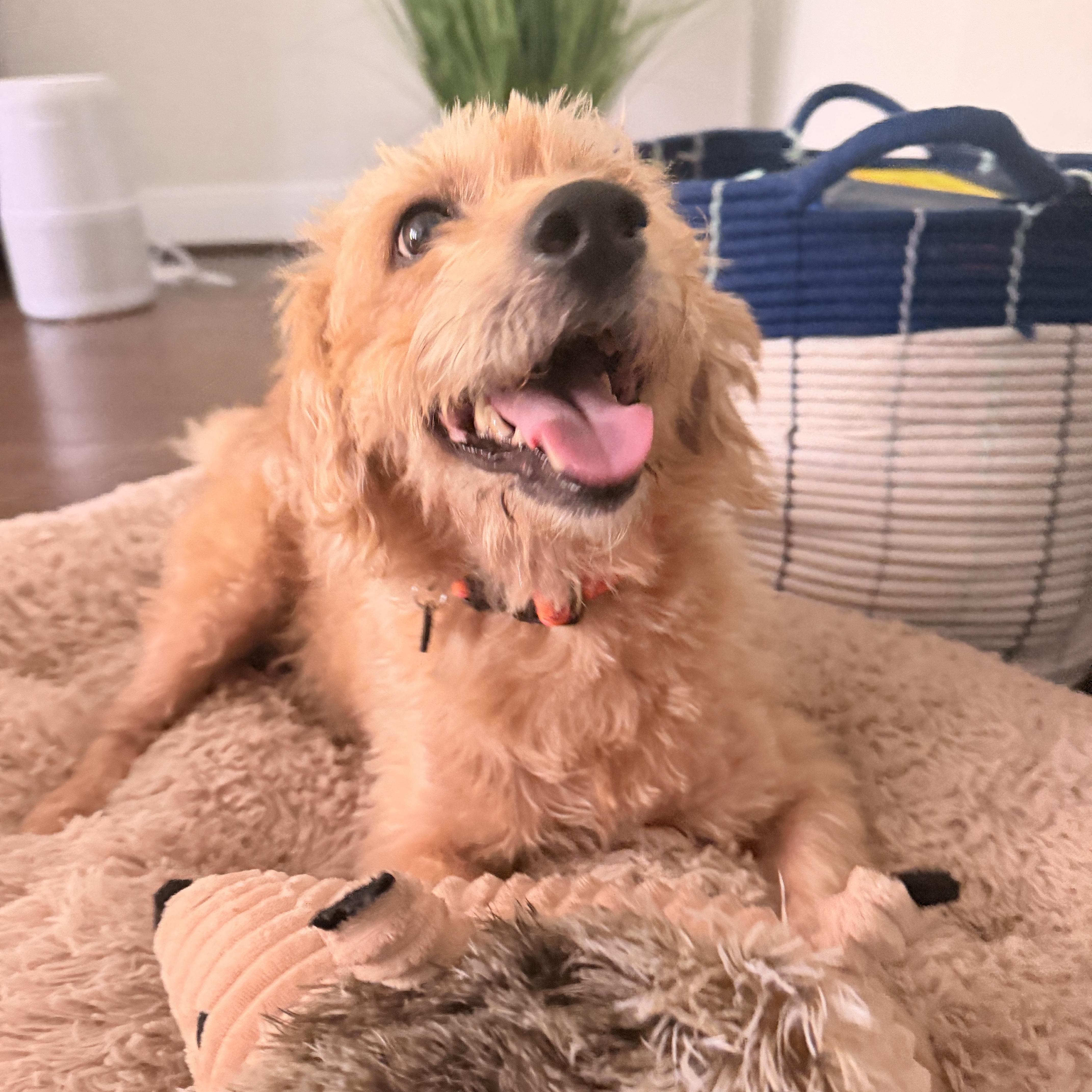 Enlarge Sunny, a Adoptable mixed breed in Richmond, TX image 5/6