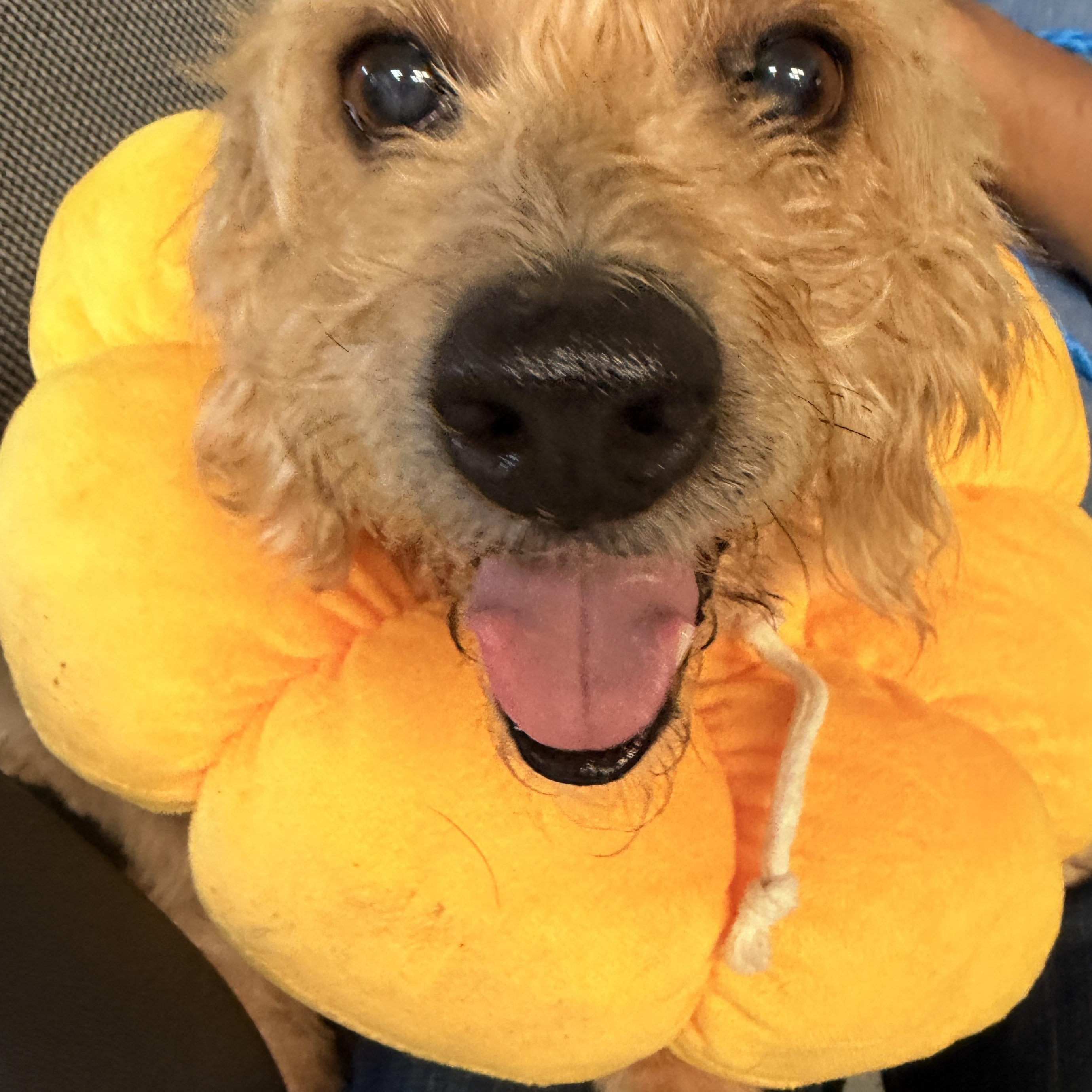 Enlarge Sunny, a Adoptable mixed breed in Richmond, TX image 4/6