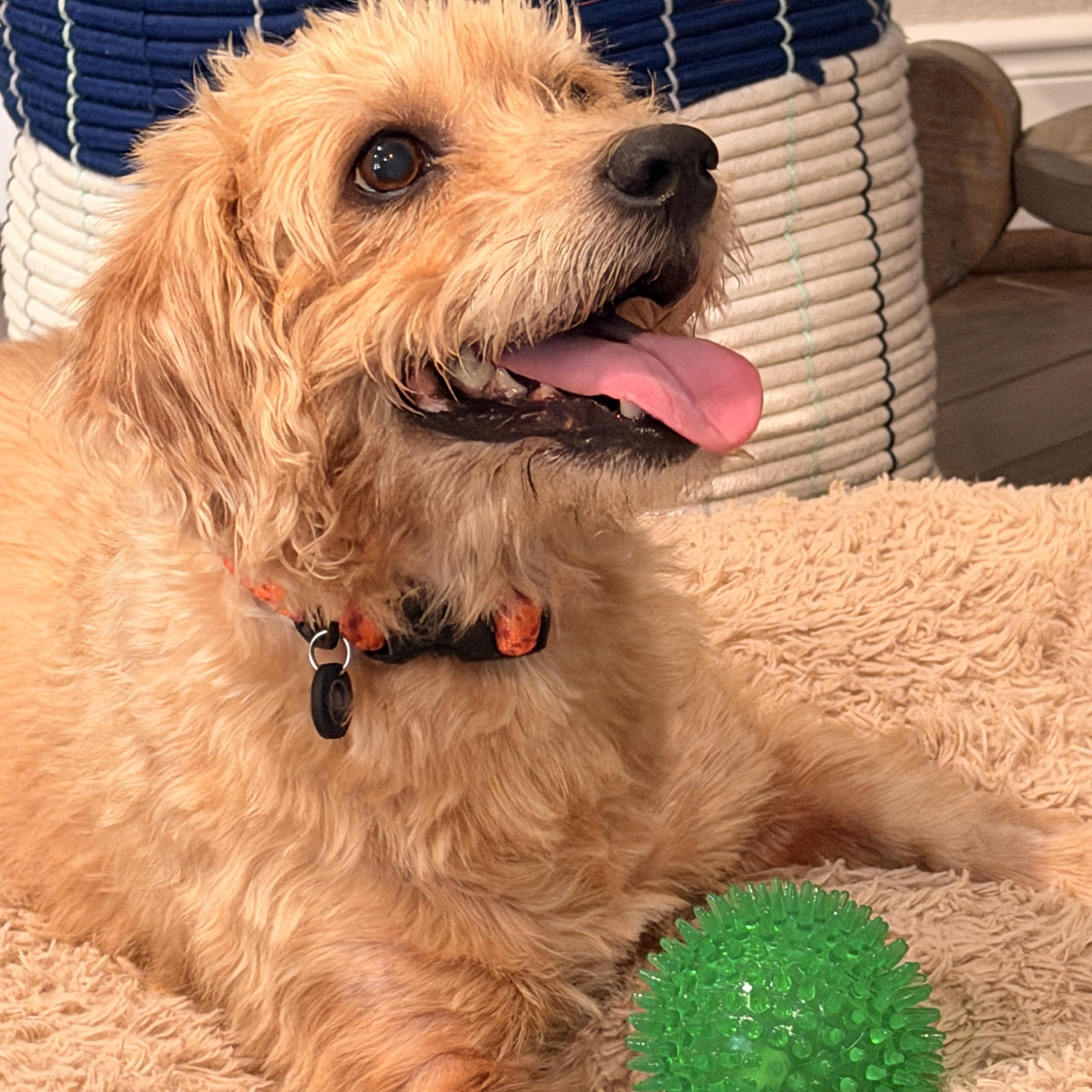 Enlarge Sunny, a Adoptable mixed breed in Richmond, TX image 3/6