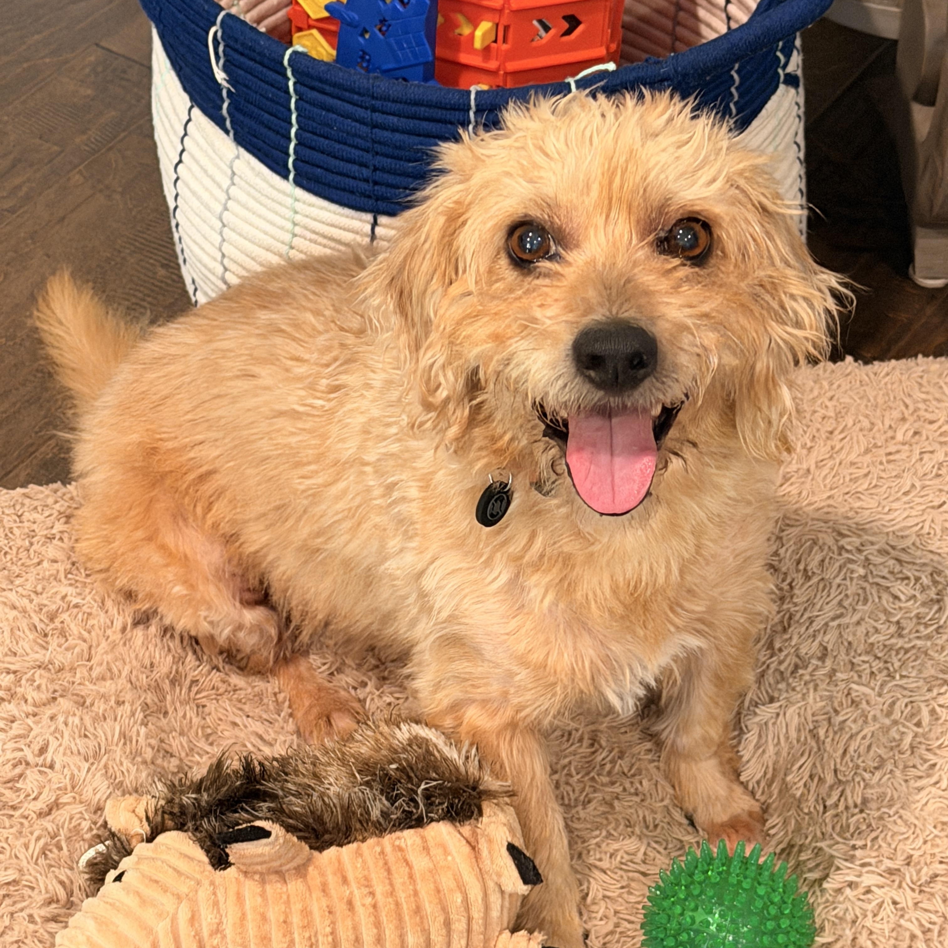 Sunny, Adoptable, Young Male Terrier.