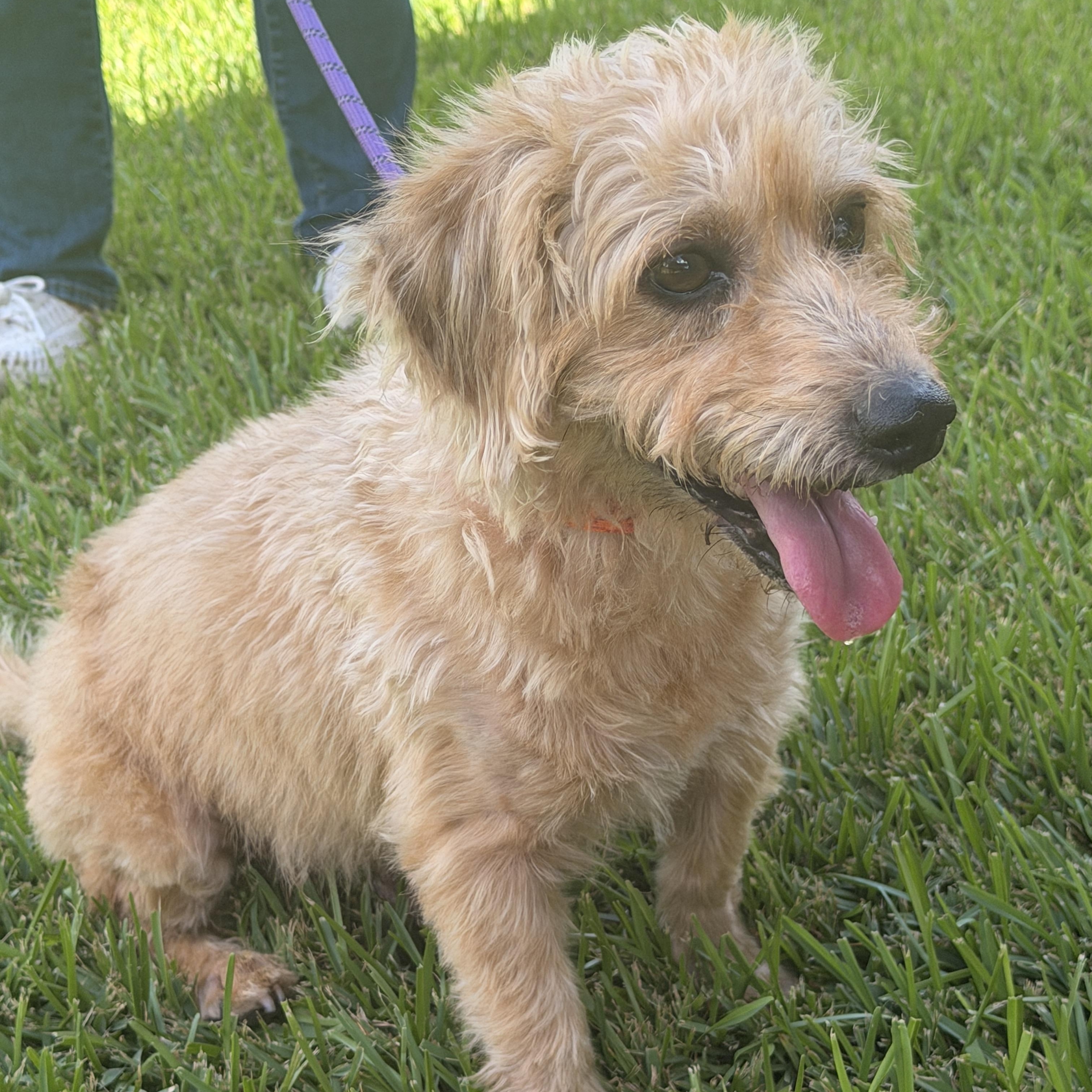 Enlarge Sunny, a Adoptable mixed breed in Richmond, TX image 6/6