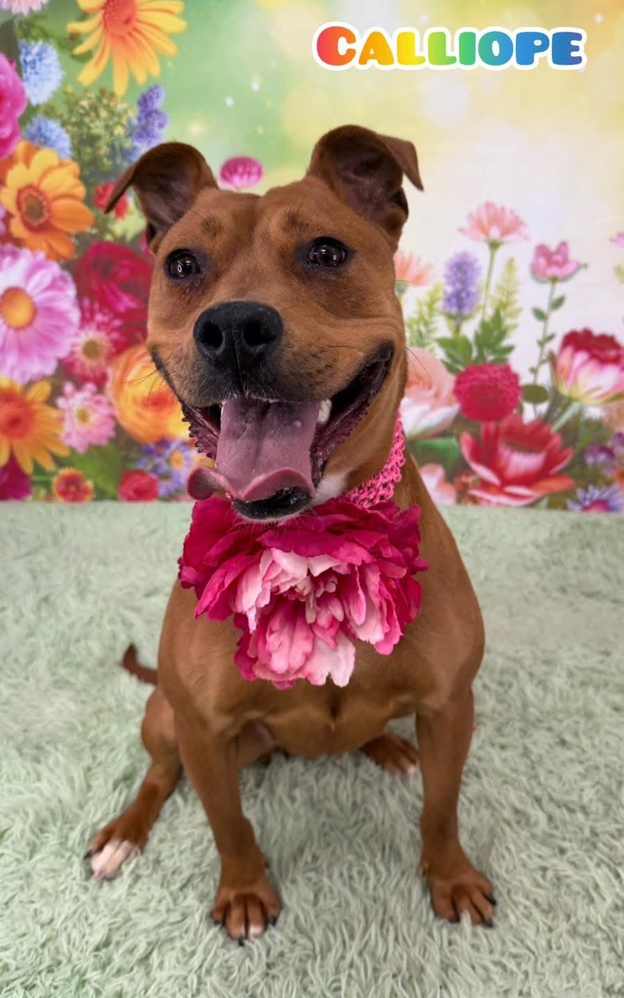 Calliope, ADOPTABLE, Adult Female Mixed Breed.