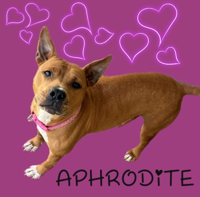 APHRODITE, Adoptable, Adult Female American Staffordshire Terrier & Mixed Breed.