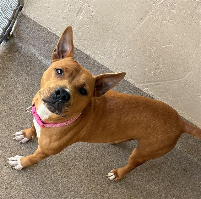 APHRODITE, Adoptable, Adult Female Pit Bull Terrier & Mixed Breed.
