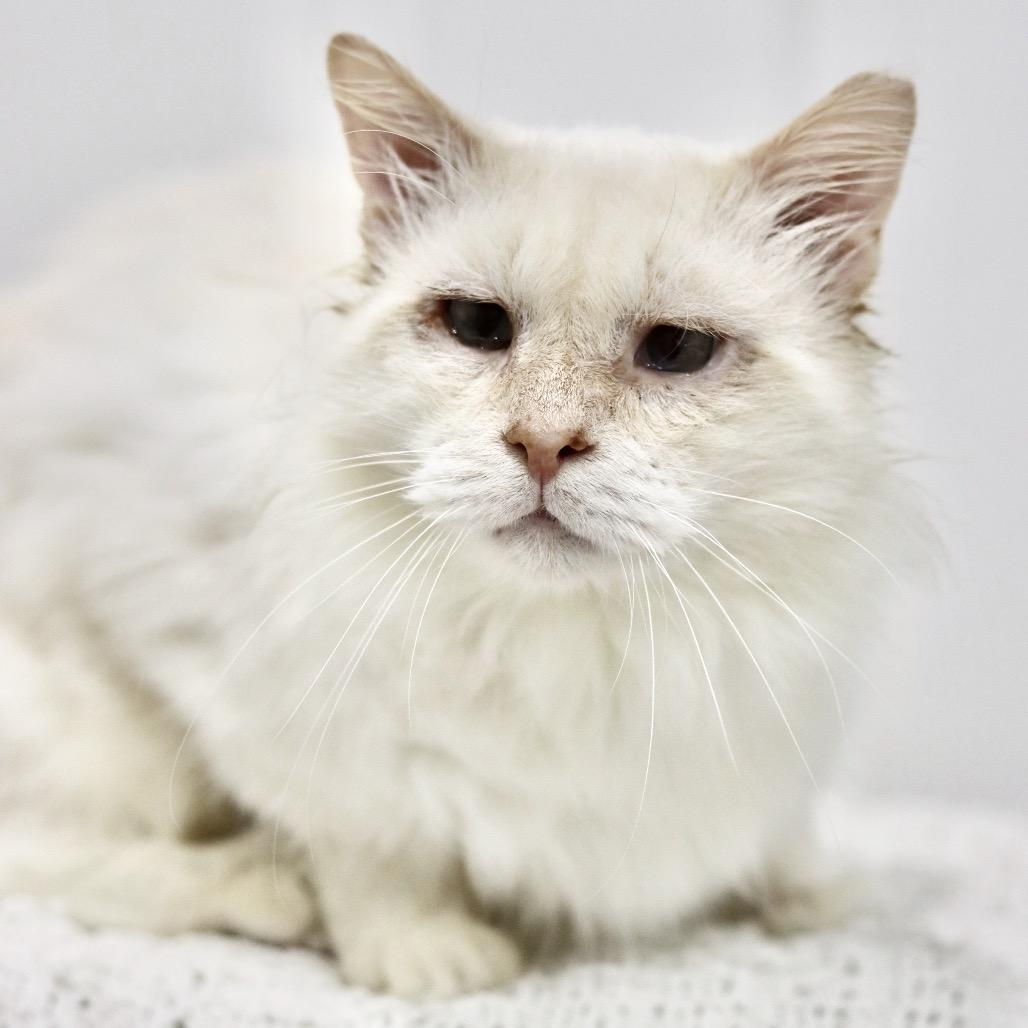 Enlarge Olaf (FIV), a Adoptable mixed breed in Vernon, CT image 2/3