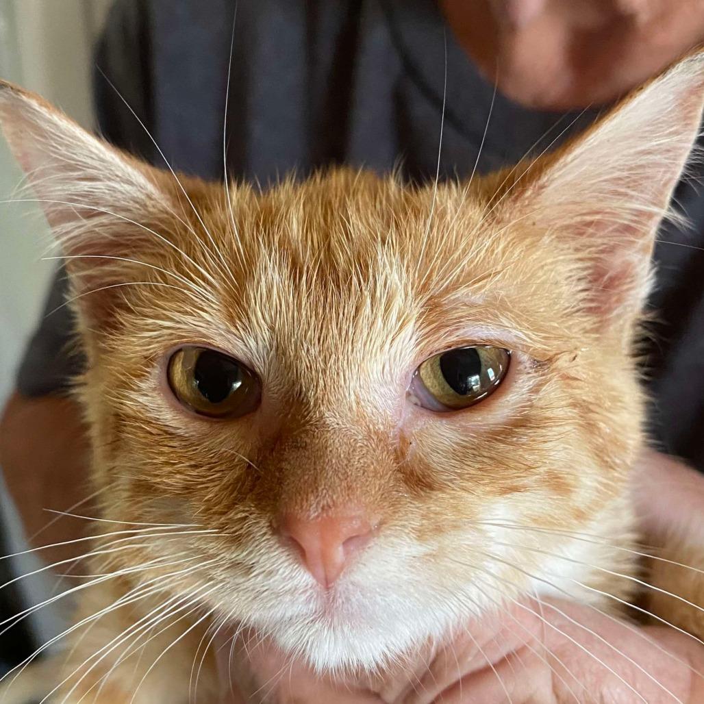 Poppy, Adoptable, Young Female Domestic Short Hair.