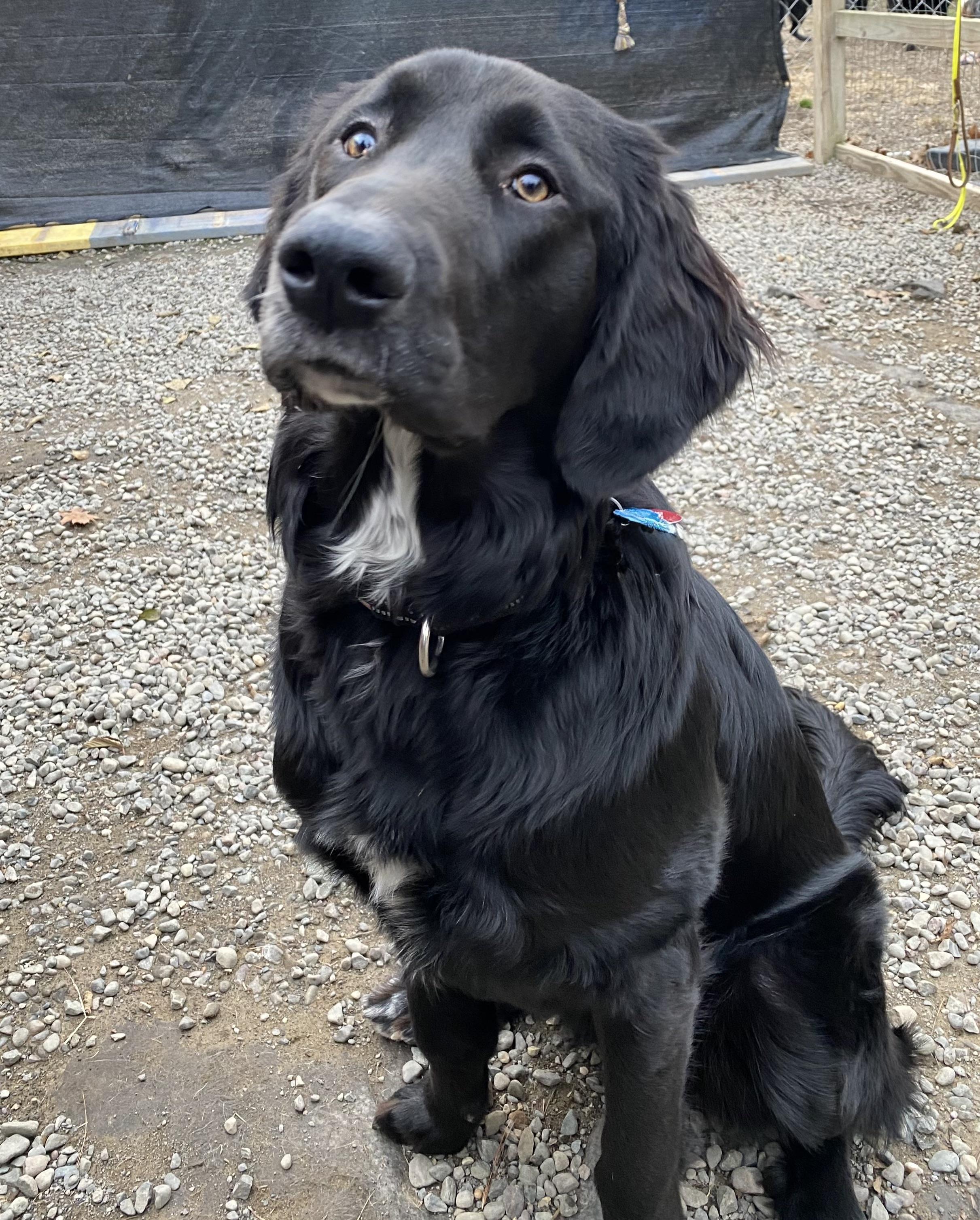 Enlarge Nell, a ADOPTABLE mixed breed in Accord, NY image 3/4