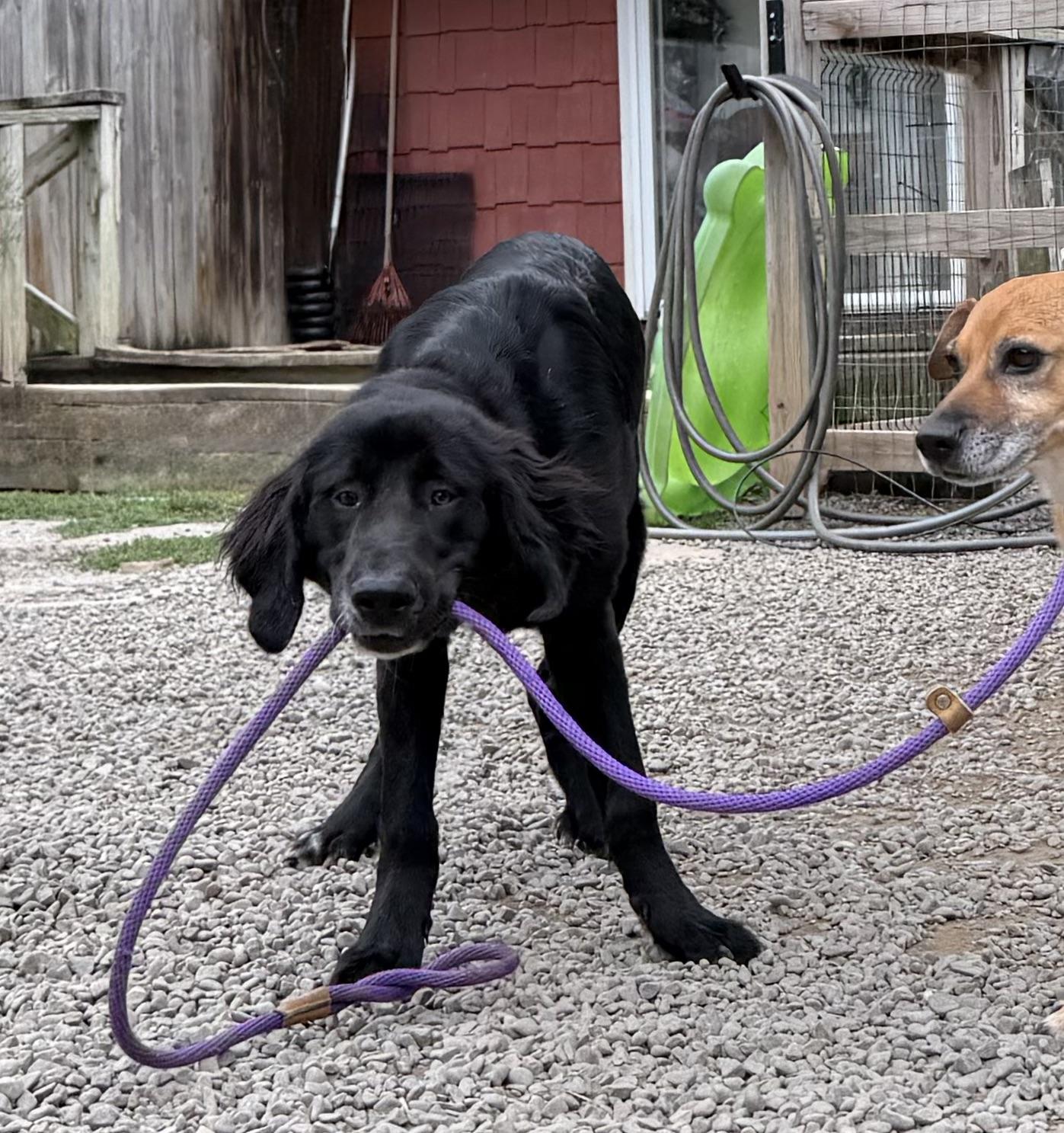 Enlarge Nell, a ADOPTABLE mixed breed in Accord, NY image 4/4