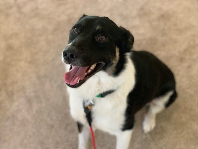 Robin, Adopted, Young Female Border Collie.