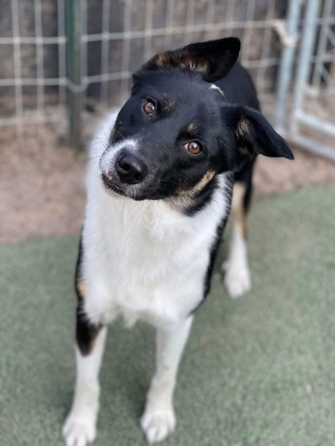 Enlarge Robin, a Adopted mixed breed in Bend, OR image 2/12