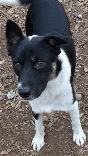Enlarge Robin, a Adopted mixed breed in Bend, OR image 3/12