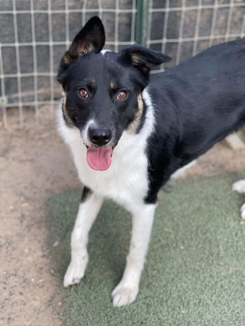 Enlarge Robin, a Adopted mixed breed in Bend, OR image 4/12