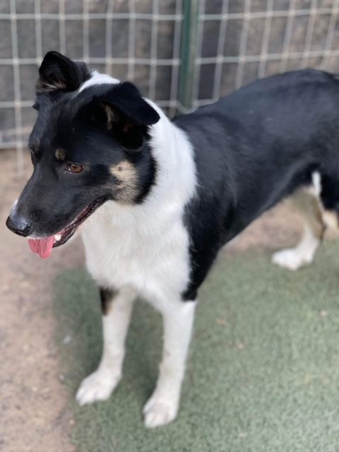Enlarge Robin, a Adopted mixed breed in Bend, OR image 5/12