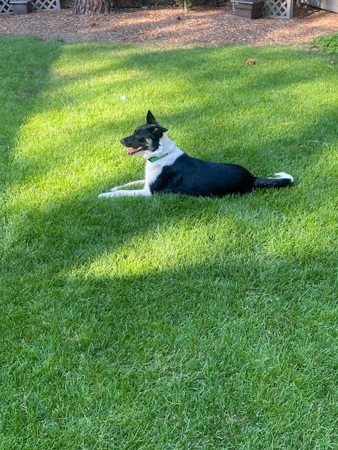 Enlarge Robin, a Adopted mixed breed in Bend, OR image 6/12
