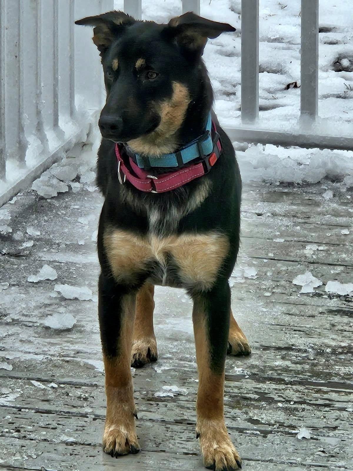 Coffee, ADOPTABLE, Young Female German Shepherd Dog.
