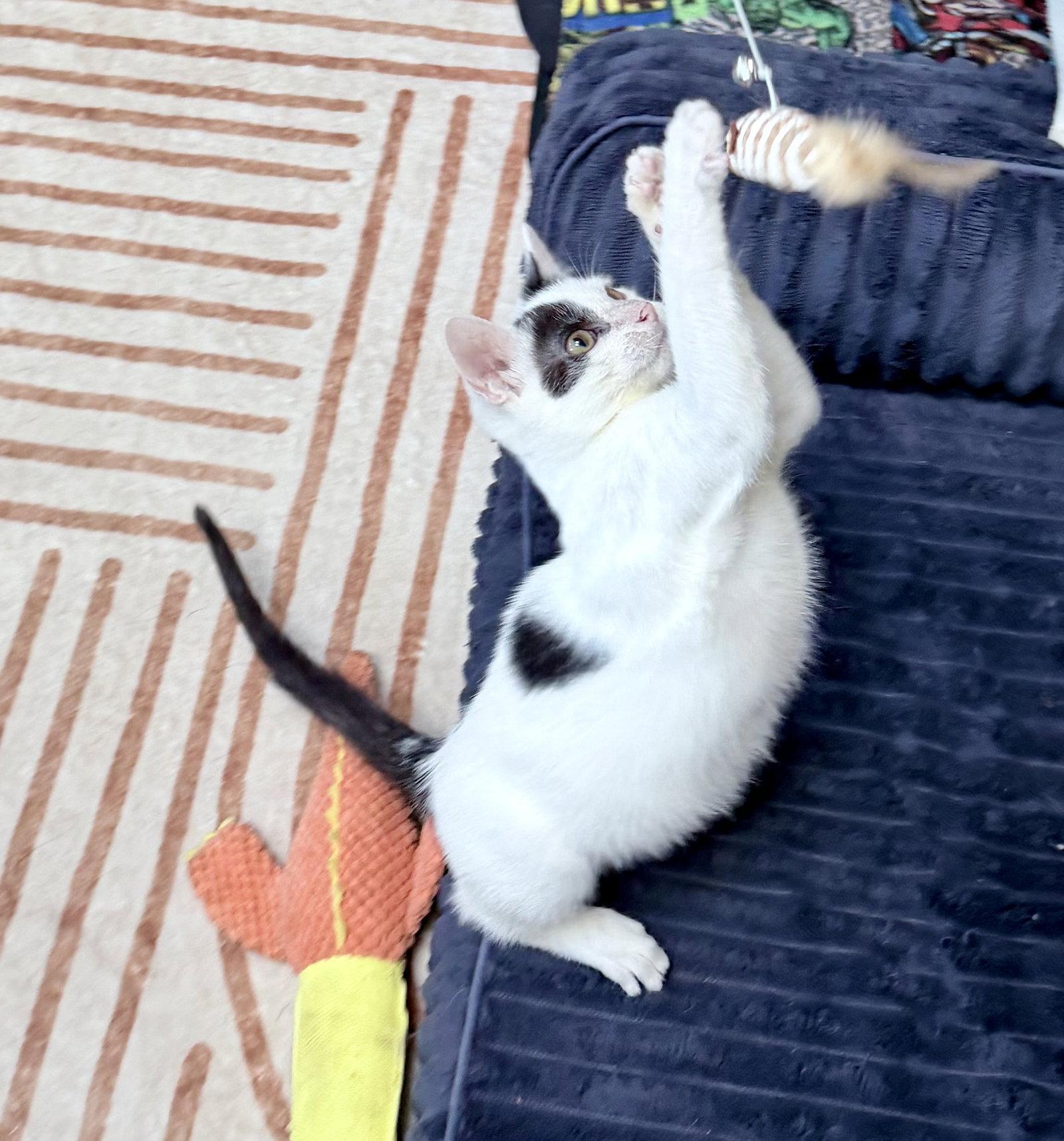 OlliOlli, Adoptable, Kitten Male Domestic Short Hair.