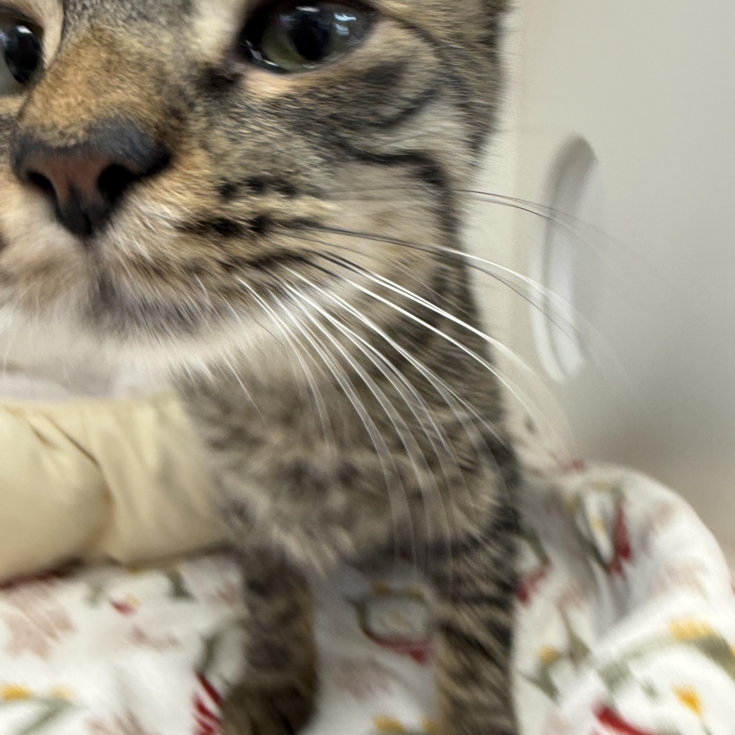 Rue , a Adoptable Tabby in Newport Beach, CA image 3/4