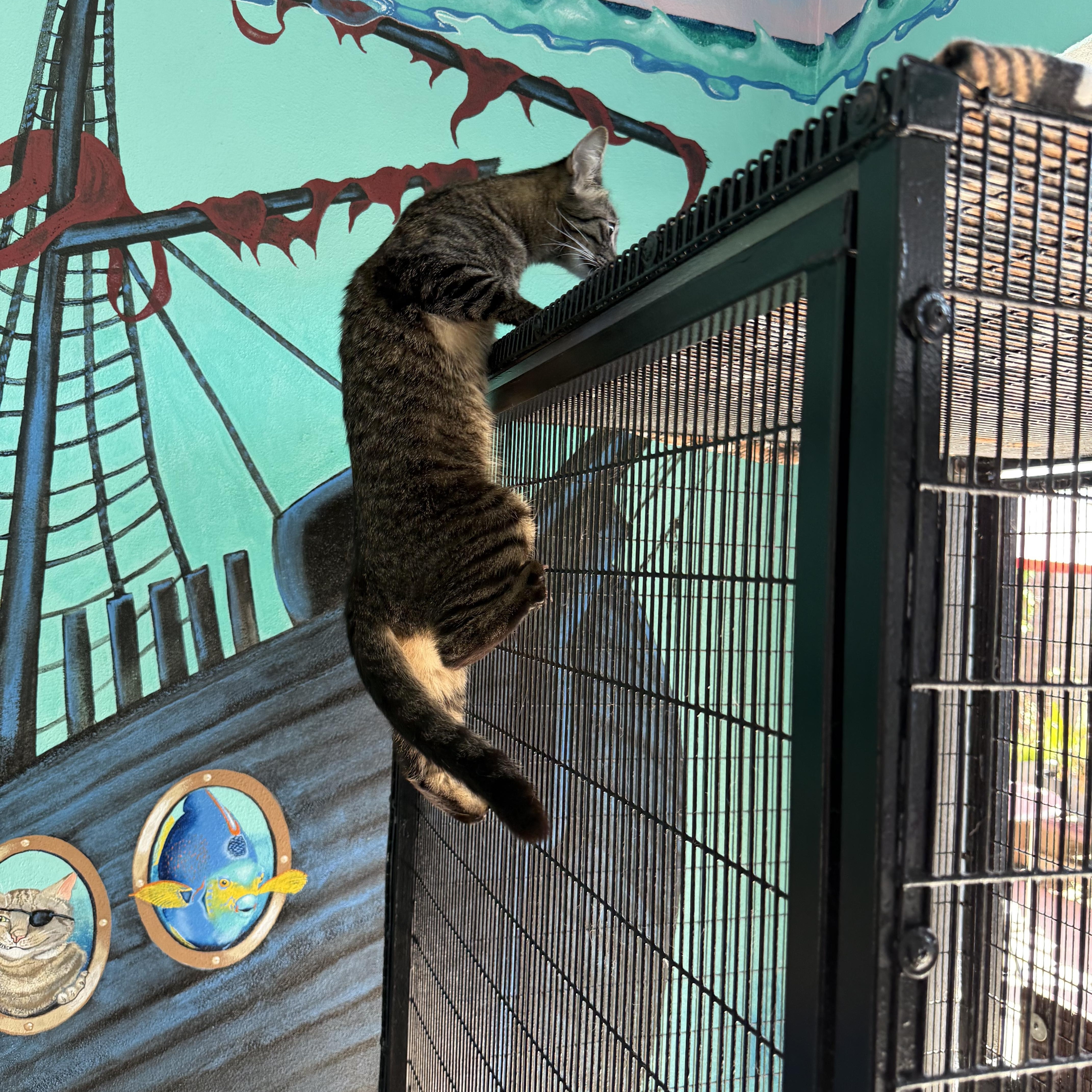 Enlarge Rue , a Adoptable Tabby in Newport Beach, CA image 5/6