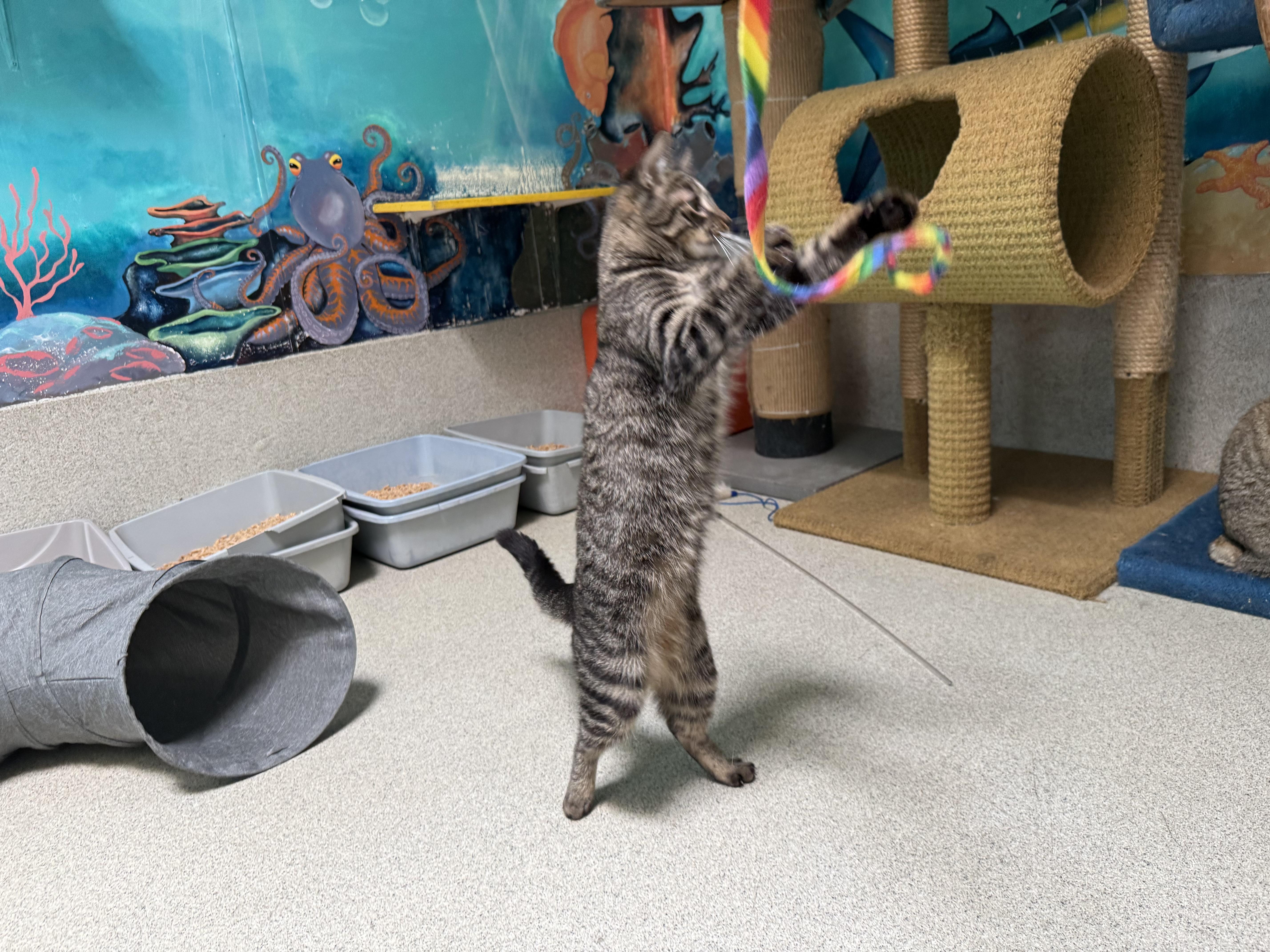 Enlarge Rue , a Adoptable Tabby in Newport Beach, CA image 3/6