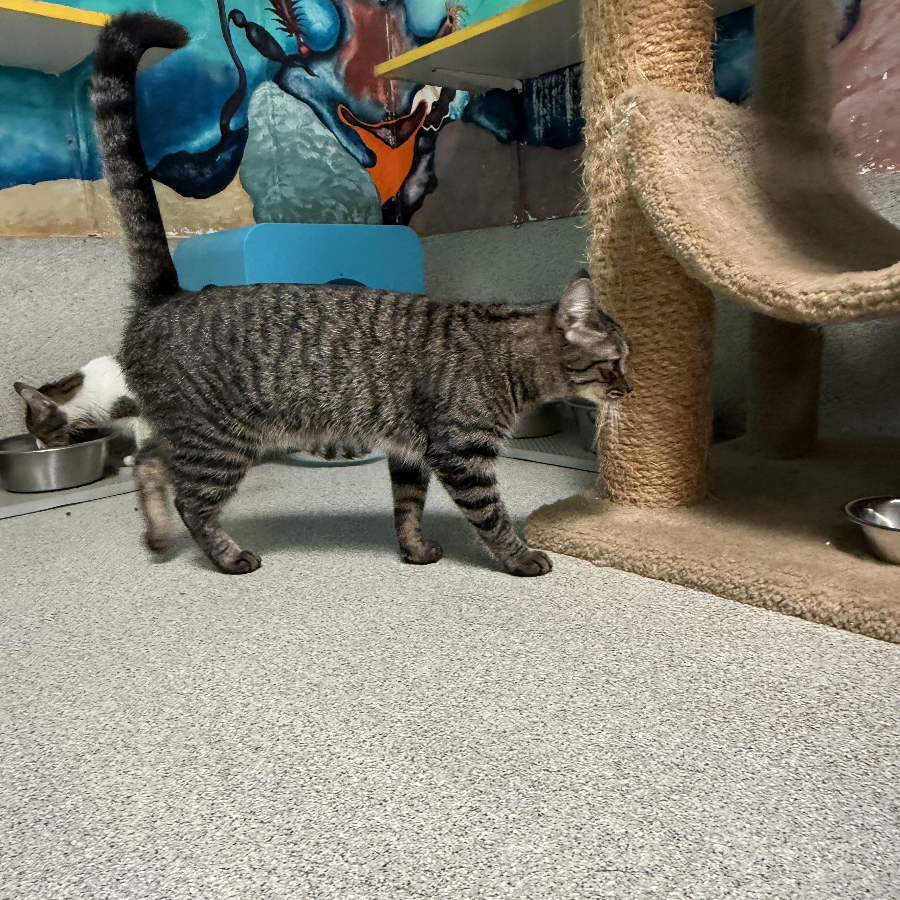 Enlarge Rue , a Adoptable Tabby in Newport Beach, CA image 2/6