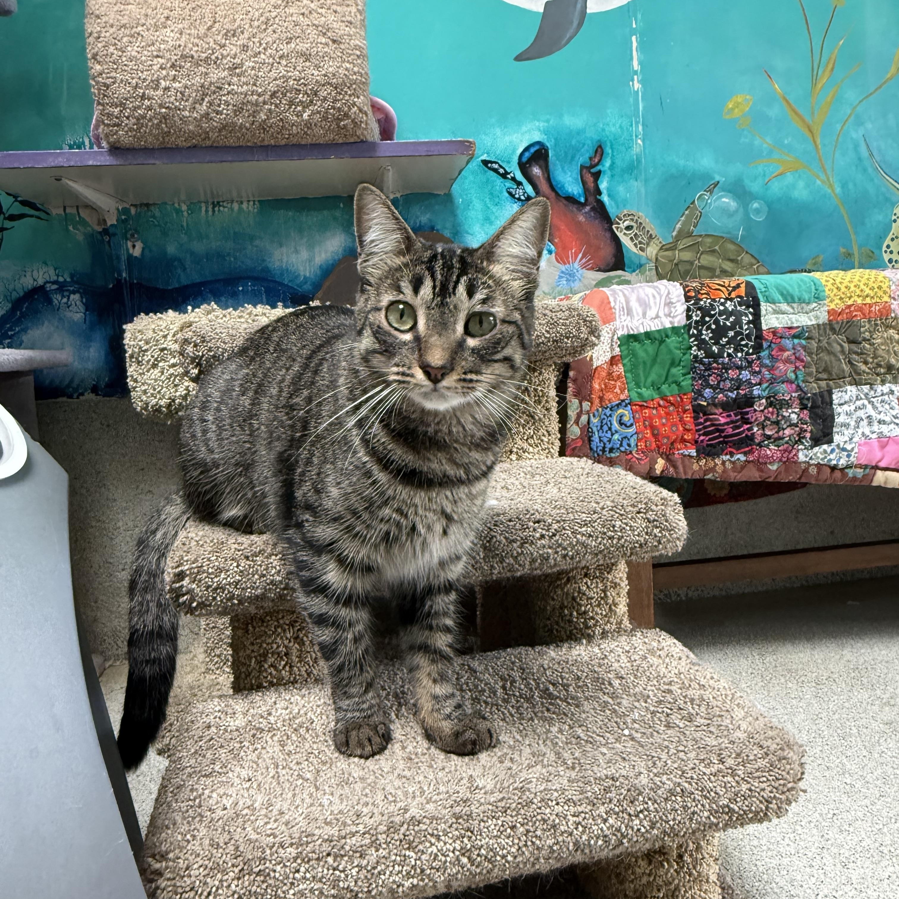 Enlarge Rue , a Adoptable Tabby in Newport Beach, CA image 4/6