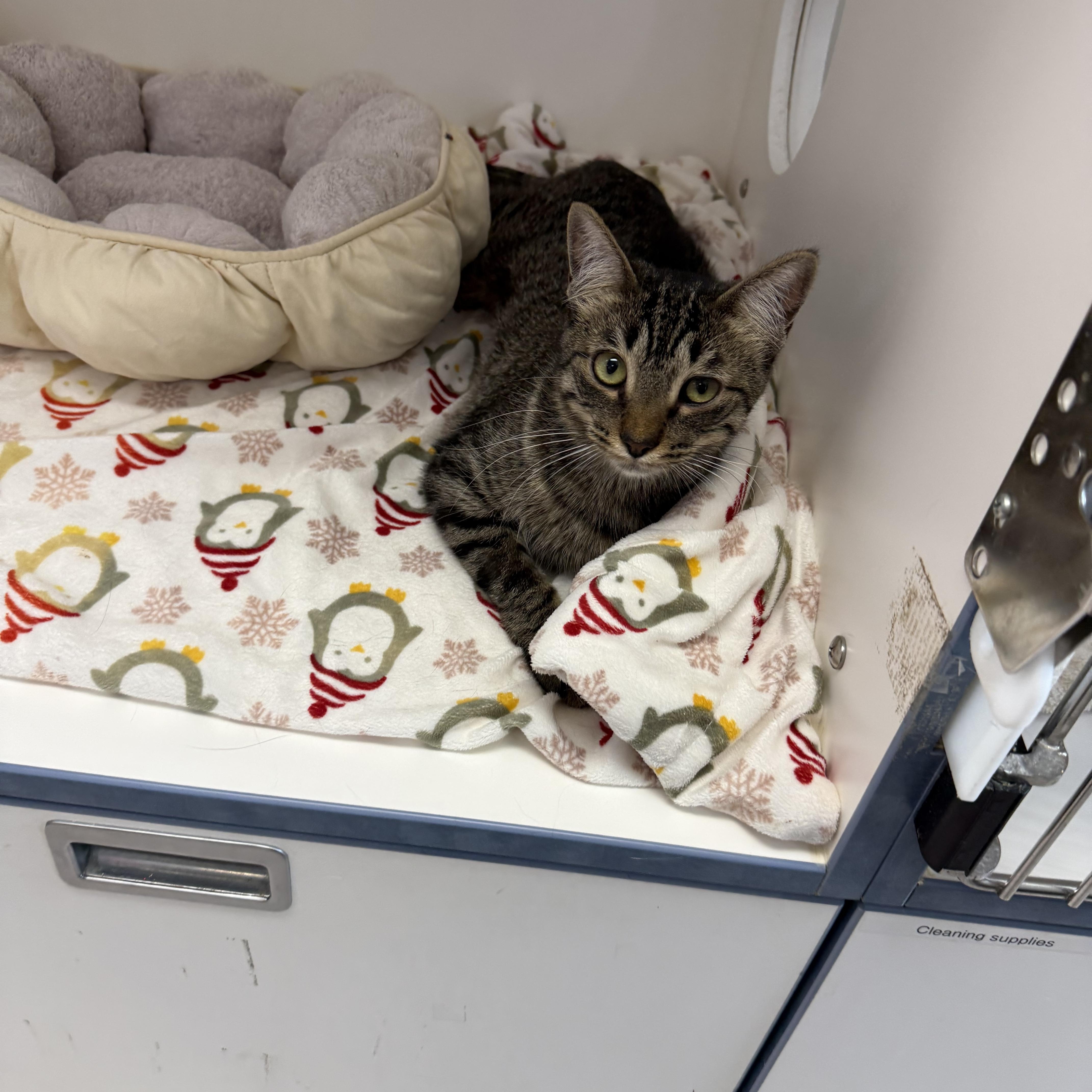 Rue , a Adoptable Tabby in Newport Beach, CA image 4/4